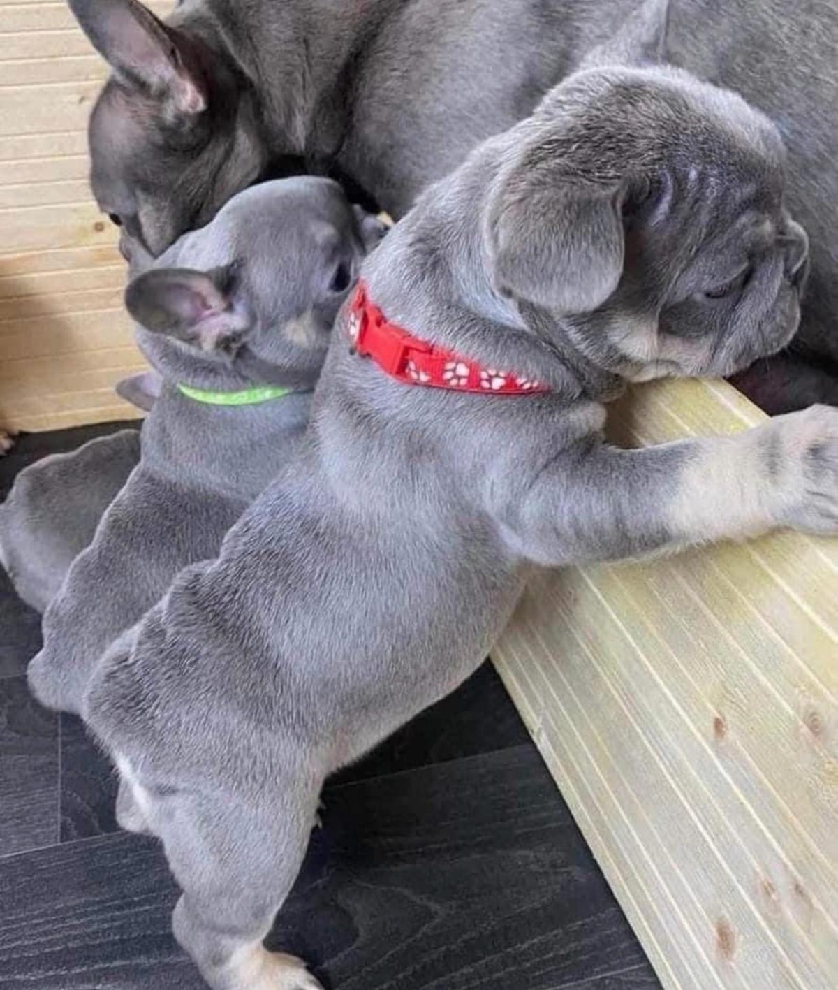 puppys - Alicia, Arkansas - Mi Mercado