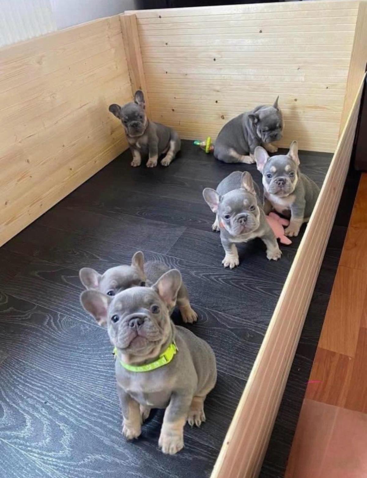 puppys - Alicia, Arkansas - Mi Mercado